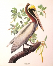 birds 01 - Brown Pelican